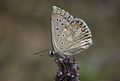 Polyommatus ossmar Anatolian Chalk Blue Çokgözlü Anadolu Çillimavisi