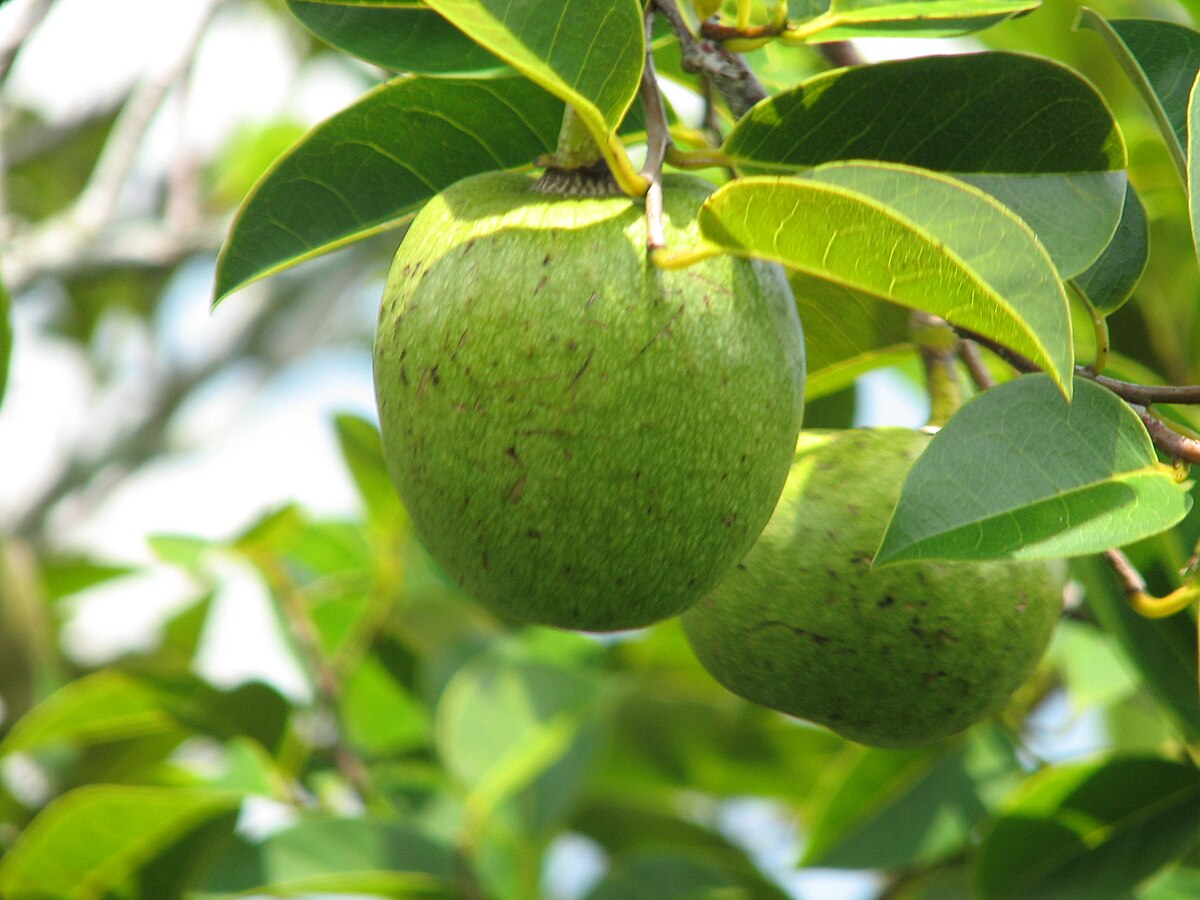 fruit trees in the tropical rainforest