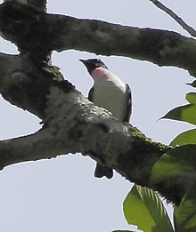 Porphyrolaema porphyrolaema - Ungu-throated cotinga (laki-laki) 01.JPG