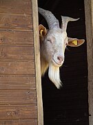 Portrait kapitaler Ziegenbock.JPG