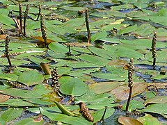 Description de l'image Potamogeton natans The Lakes NRA.jpg.