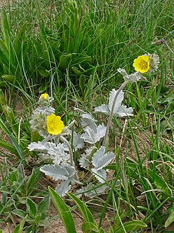 Potentilla grisea (Rosaceae) (27272983314). 
 jpg