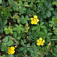 Creeping cinquefoil