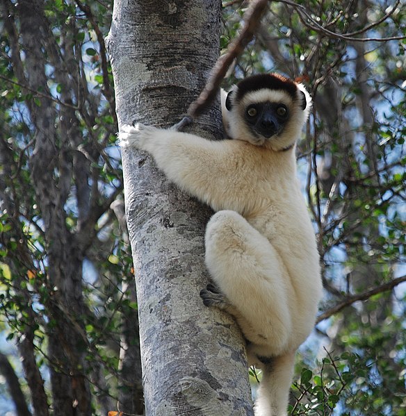 File:Propithecus verreauxi 18547439.jpg