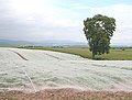 Protecting the crop - geograph.org.uk - 195956.jpg