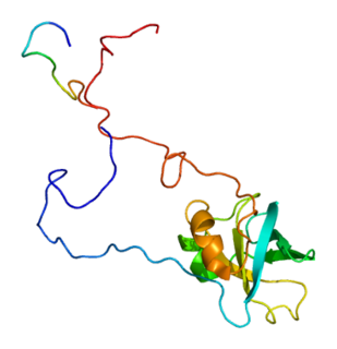 EIF1AX protein-coding gene in the species Homo sapiens