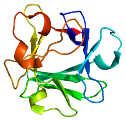 Białko FGF2 PDB 1bas.png