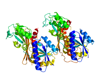 <span class="mw-page-title-main">Porphobilinogen deaminase</span>