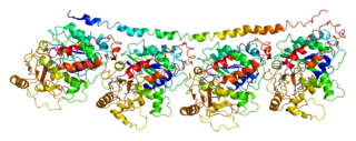 TUBA4A protein-coding gene in the species Homo sapiens