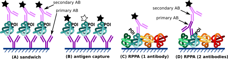 Types of protein arrays Protein arrays.svg