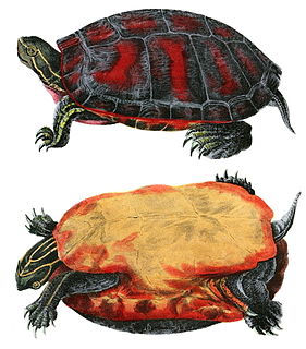 Northern red-bellied cooter species of reptile