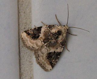 <i>Pseudeustrotia</i> Genus of moths