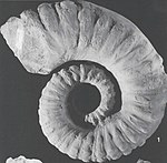 Pseudoaustraliceras columbiae - Paja-Formation, Kolumbien.jpg