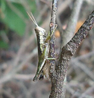 <i>Pseudoxya</i> genus of grasshoppers