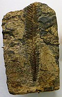 Fosil dari Ptilophyllum grandifolium