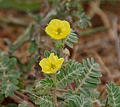 Tribulus terrestris