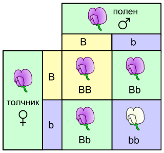 Панетова мрежа која отсликува вкрстување меѓу две растенија од грашок - хетерозиготни за црвени (В) и бели (b) цветови.