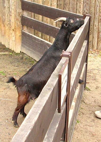 File:Pygmy.goat-04-ZOO.Dvur.Kralove.jpg