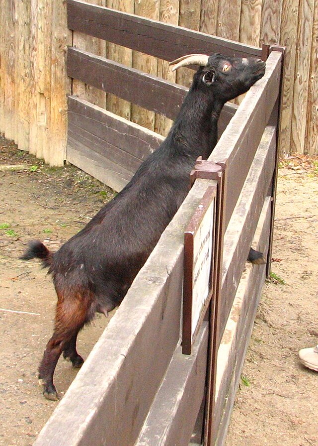 Goat life. Goat Baaing.