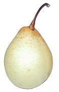 Chinese Pear (Pyrus bretschneideri)