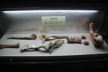 Ornithomimid di Henan Geologi Museum.jpg