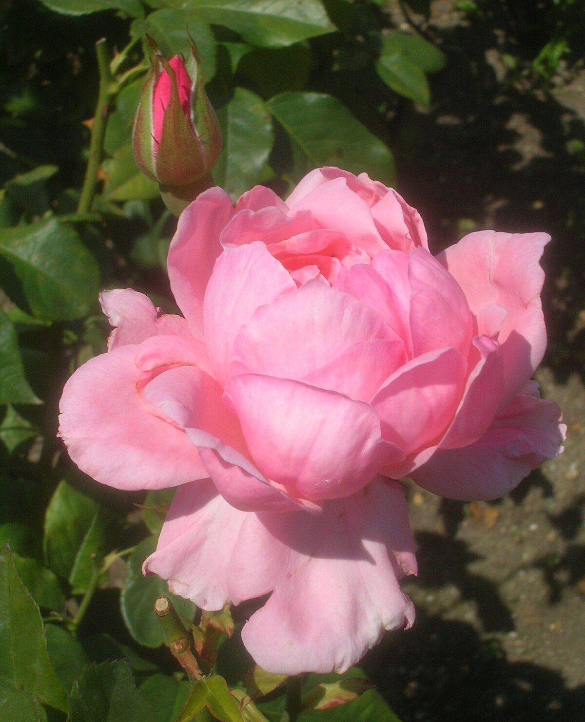 The Queen Elizabeth Rose, Floribunda