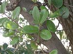 Quercus phillyraeoides1.jpg