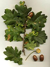 Quercus robur شابلون:Langswitch