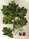 Quercus robur.jpg