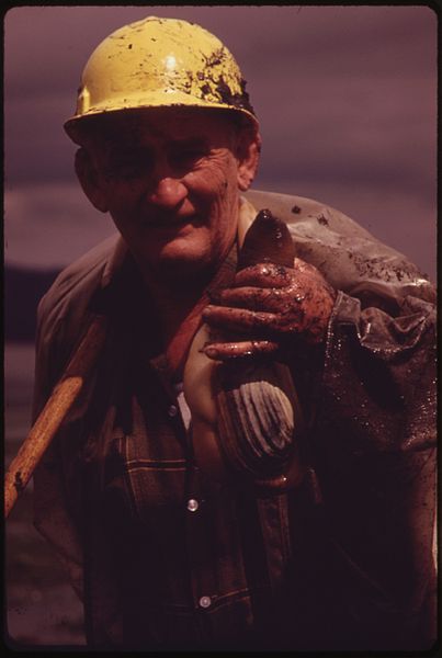 File:RAY LONGMIRE OF OLYMPIA WITH A GEODUCK CLAM HE HAS DUG FROM THE DOSEWALLIPS TIDE FLATS ON THE HOOD CANAL AT BRINNON.... - NARA - 552307.jpg