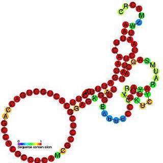 <span class="mw-page-title-main">Small nucleolar RNA snoM1</span>