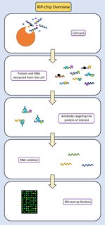 RNA immunoprecipitation chip