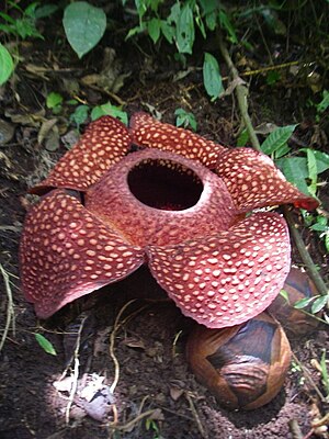 Rafflesia arnoldii