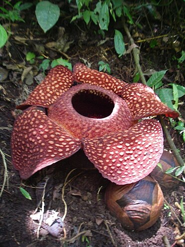   371px-Rafflesia_suma