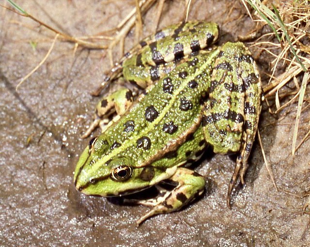 La grenouille rieuse, un batracien au chant très puissant