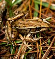 Lithobates berlandieri