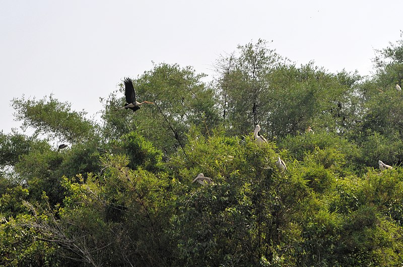 File:Ranganathittu Bird Sanctuary 24.jpg