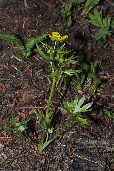 File:Ranunculus eschscholtzii 6350.JPG