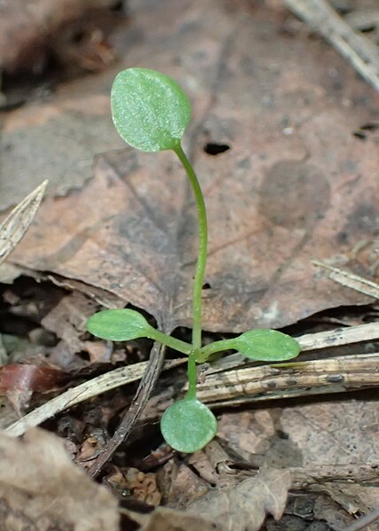 File:Ranunculus flammula kz07.jpg