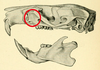 Skull of Maclear's rat (Rattus macleari) with the zygomatic plate indicated