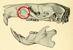 Thumbnail for Zygomatic plate