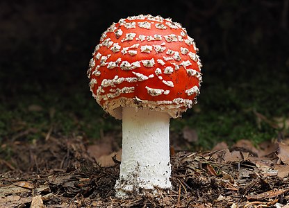 Muhara (lat. Amanita muscaria var. aureola) u šumi Golovec (Slovenija). Ova otrovna gljiva pripada rodu Amanita, kojem pripadaju neke od najotrovnijih gljiva na svetu poput Zelene pupavke, ali i jestive gljive poput Jajčare.