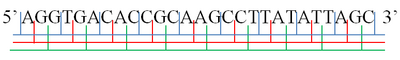 An example of three possible forward reading frames for a strand of DNA.
AGG*TGA*CAC*CGC*AAG*CCT*TAT*ATT*AGC
A*GGT*GAC*ACC*GCA*AGC*CTT*ATA*TTA*GC
AG*GTG*ACA*CCG*CAA*GCC*TTA*TAT*TAG*C Reading Frame.png