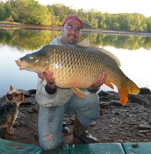 File:Record de pêche à Torcy.jpg