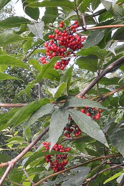 File:Red-berried Elder (Sambucus racemosa) - Oslo, Norway 2020-08-03.jpg