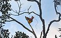 Red Bird-of-paradise on Gam, Raja Ampat.jpg