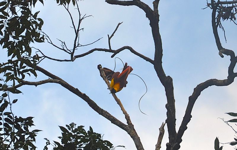 File:Red Bird-of-paradise on Gam, Raja Ampat.jpg