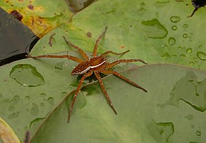 Six-spotted Fishing Spider