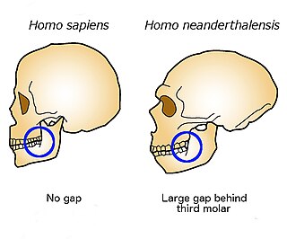 <span class="mw-page-title-main">Retromolar space</span> Anatomical space at the back of the skull