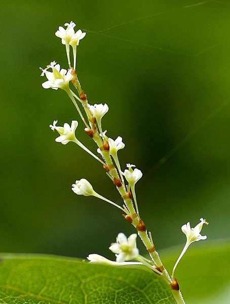 File:Reynoutria japonica Houtt. Syn.- Fallopia japonica Houtt (9221546461).jpg